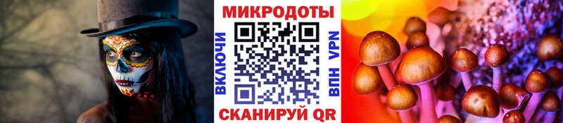 где найти   Бутурлиновка  Галлюциногенные грибы Psilocybine cubensis 